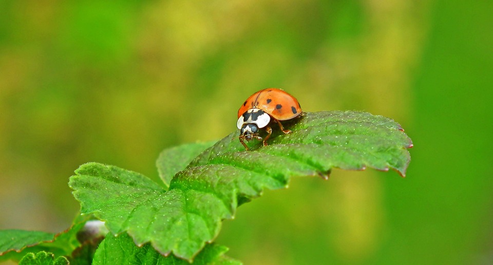 Laeybug Insect Ladybug Insects Leaf - Free photo on Pixabay - Pixabay