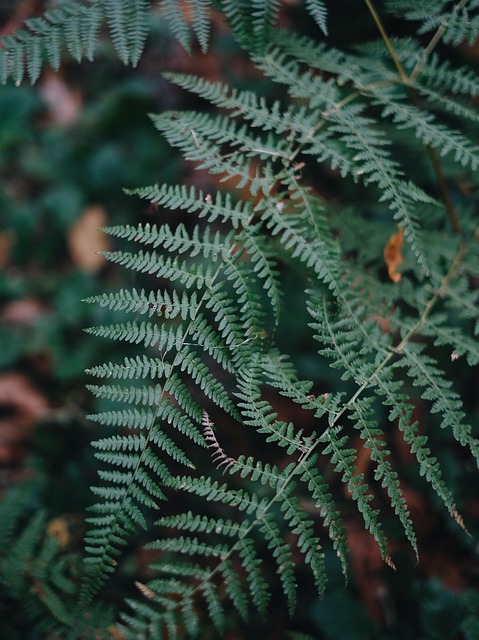 Bregner, Blade, Plante, Natur, Skov