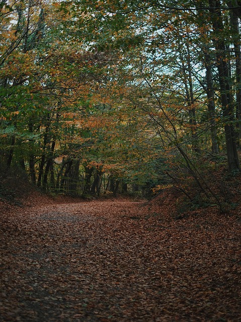 Natur, Skov, Blade, Træ, Efterår