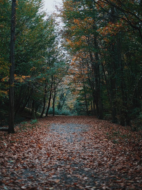 Natur, Skov, Efterår, Landskab, Løv