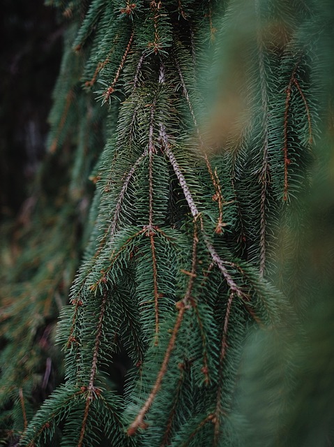Natur, Parkere, Blade, Grøn, Skov, Træ