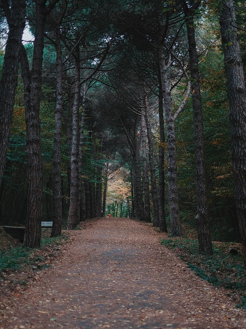 Natur, Grøn, Landskab, Træ, Skov