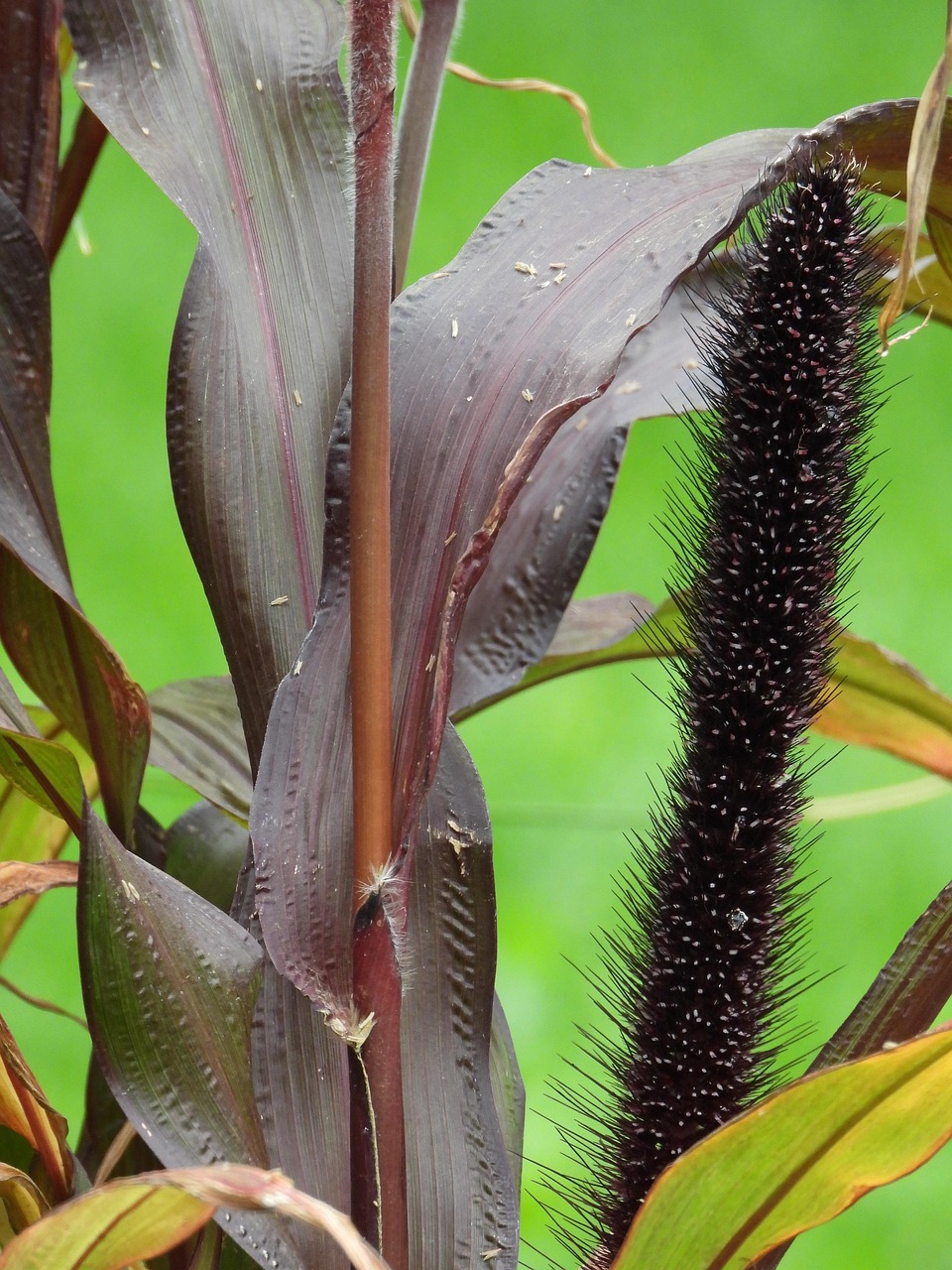 Millet Jardin Photo gratuite sur Pixabay Pixabay