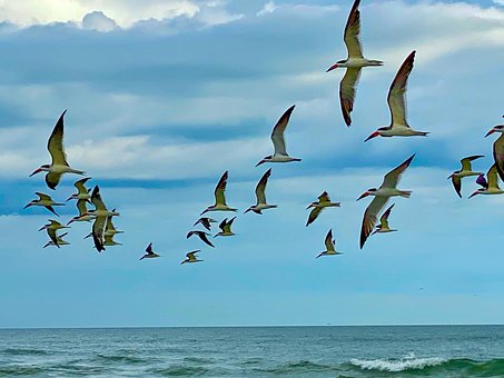 Free Tybee Island Georgia photo and picture