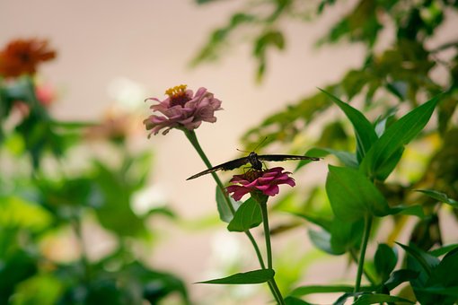 Free Flower Flowers photo and picture