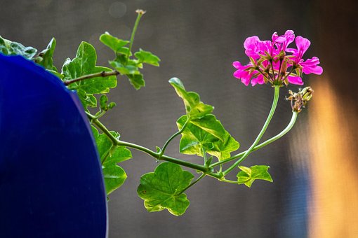 Free Flower Geranium photo and picture