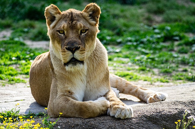 Aslan Afrika Hayvan Pixabay de cretsiz Foto raf Pixabay aslan-afrika-hayvan-pixabay-de-cretsiz-foto-raf-pixabay