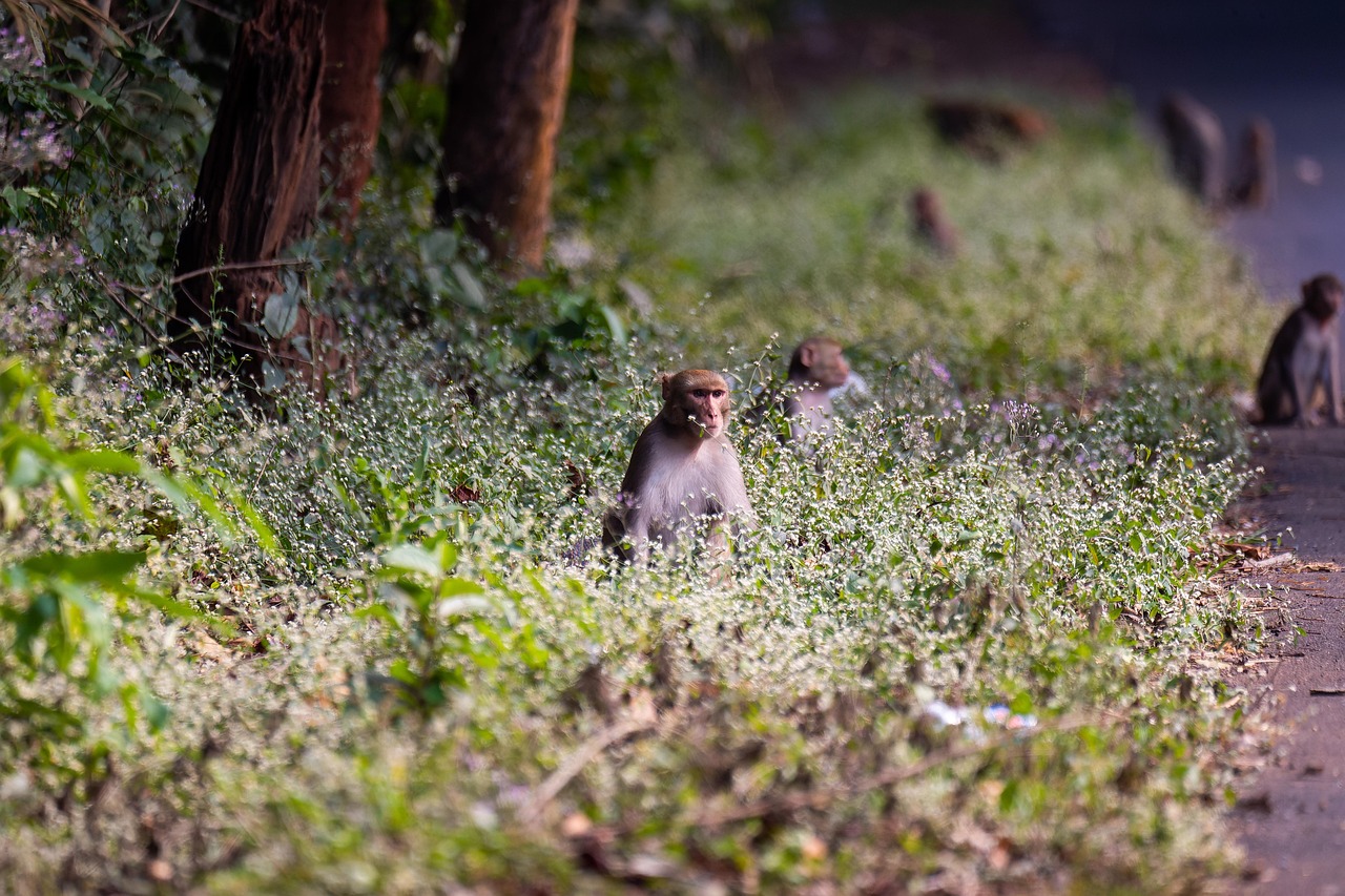 Monkeys Forest Wildlife Free photo on Pixabay Pixabay