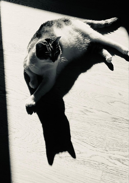Free Cat Shadow photo and picture