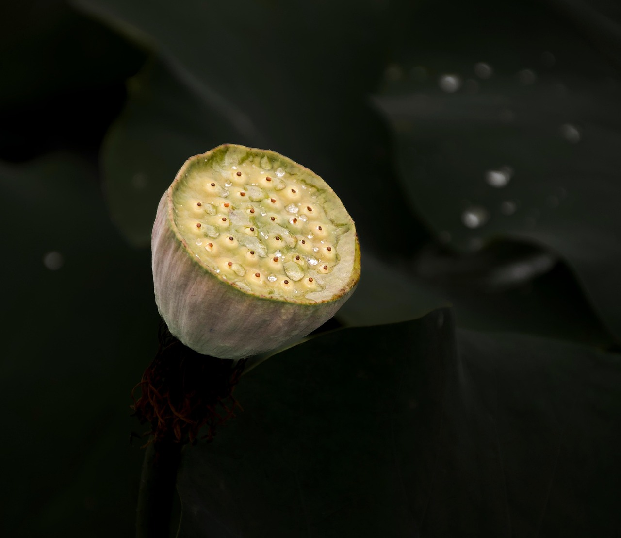 Lotus Seed Pod Water Lily - Free photo on Pixabay