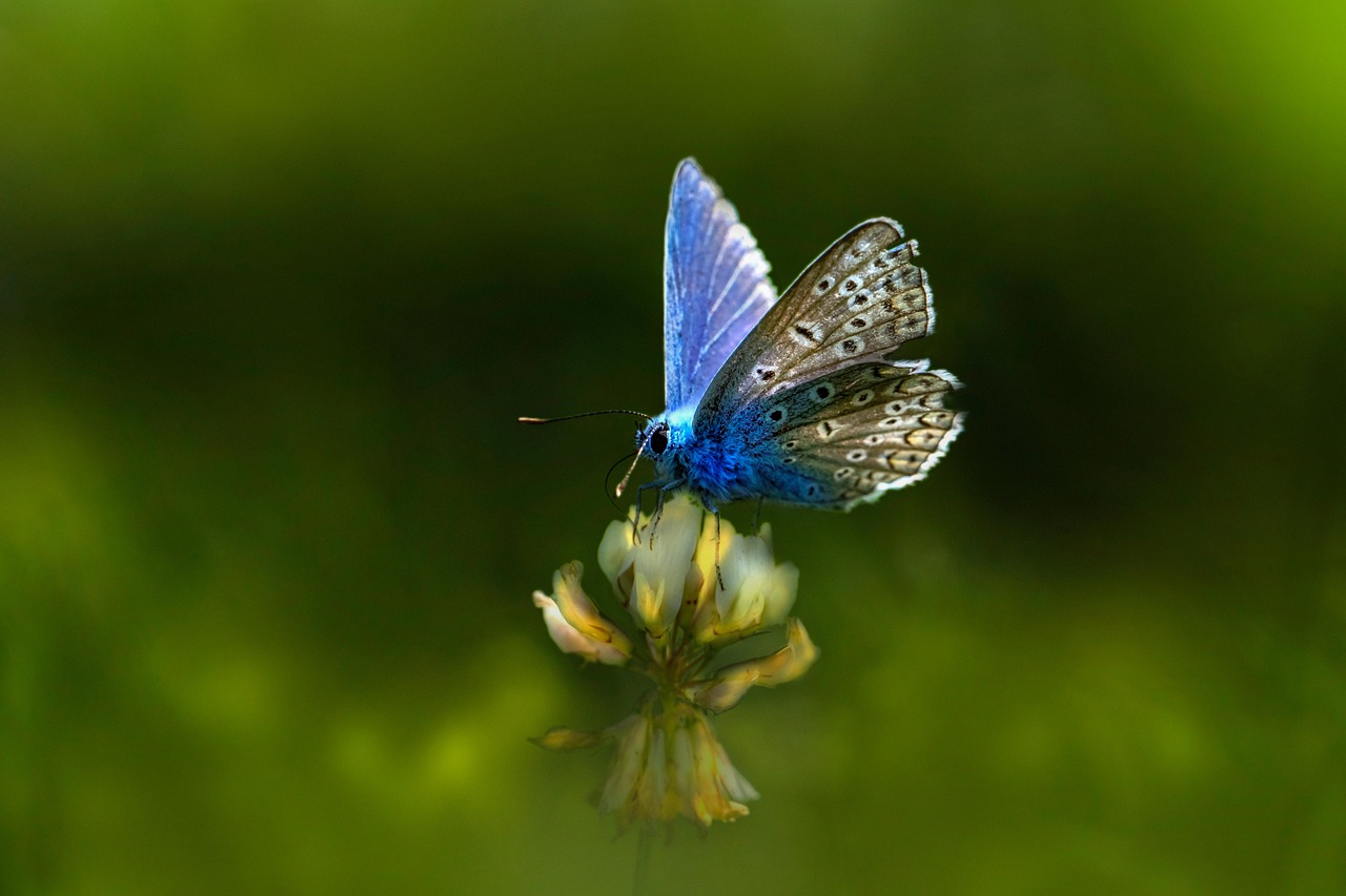 Common Blue Butterfly Polyommatus - Free photo on Pixabay