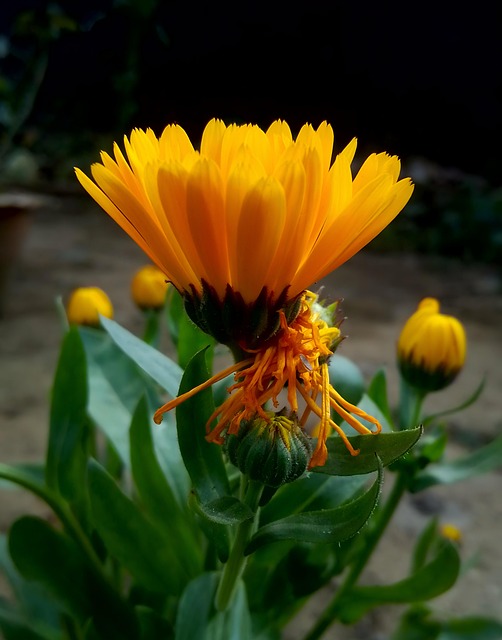 Free Marigold Flower photo and picture