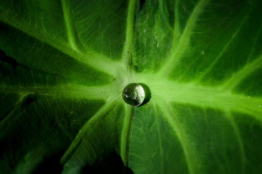Free Leaf Water Drop photo and picture