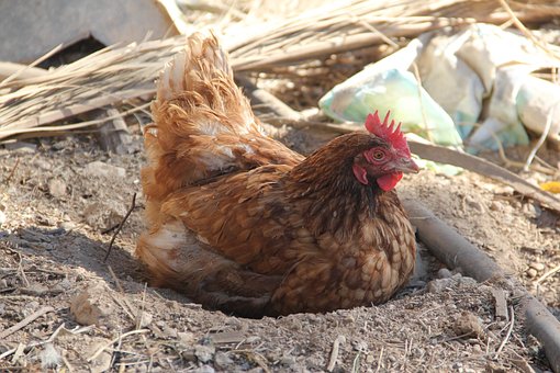 Gallina, Ave, Pájaro, Plumas, Naturaleza
