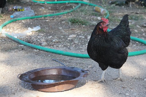 Gallina, Pollo, Aves De Corral