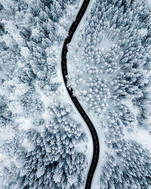 Free Road Trees photo and picture