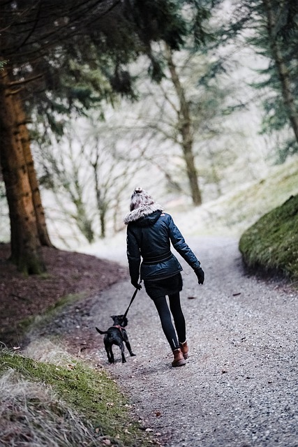 Gå, Natur, Hund, Landskab, Sti, Træer