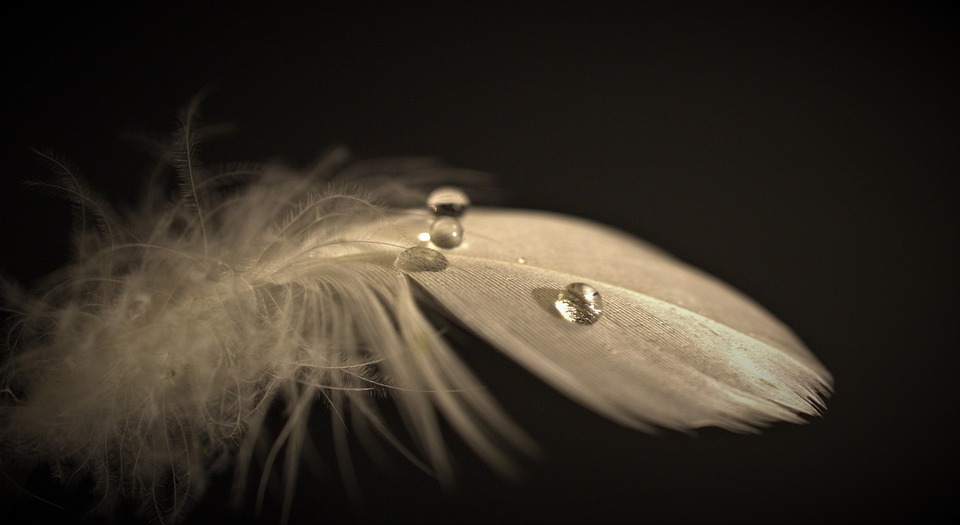 Feder Vogelfeder Wassertropfen - Kostenloses Foto auf Pixabay