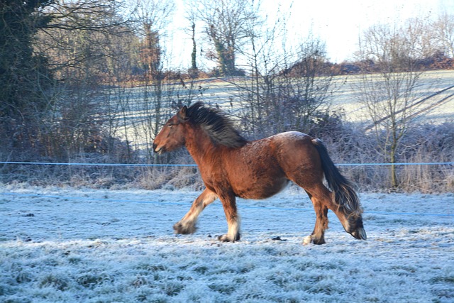 Lopend Paard Paarden Herkauwer - Gratis foto op Pixabay - Pixabay