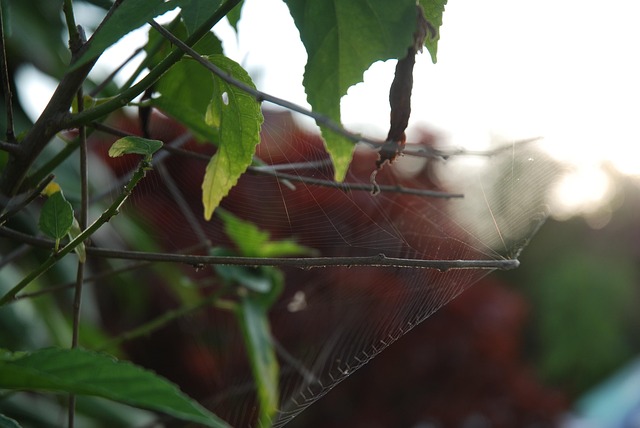 Free Spider Web Nature photo and picture