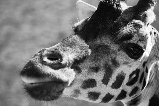 Free Giraffe Safari photo and picture