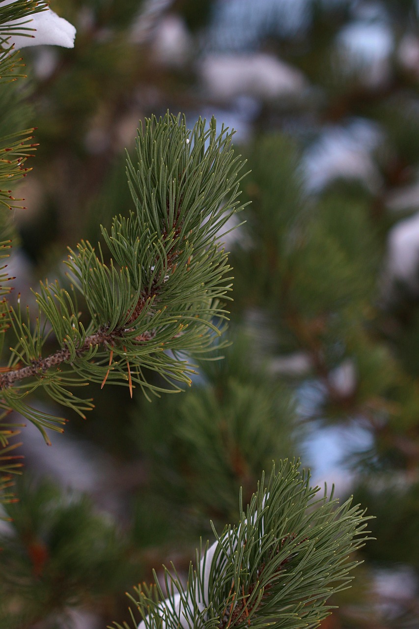 Pine Needles Trees Spruce Free photo on Pixabay Pixabay