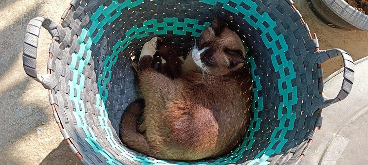 Free Cat House Cat photo and picture