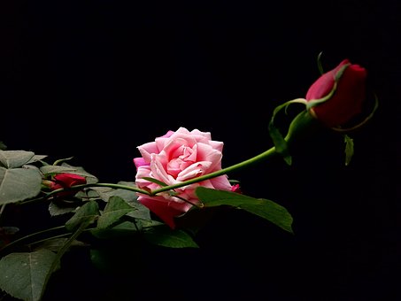 Free Flowers Roses photo and picture