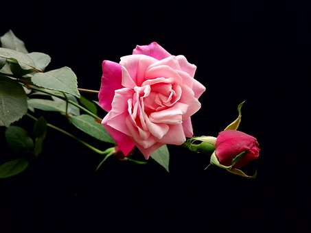 Free Flowers Roses photo and picture