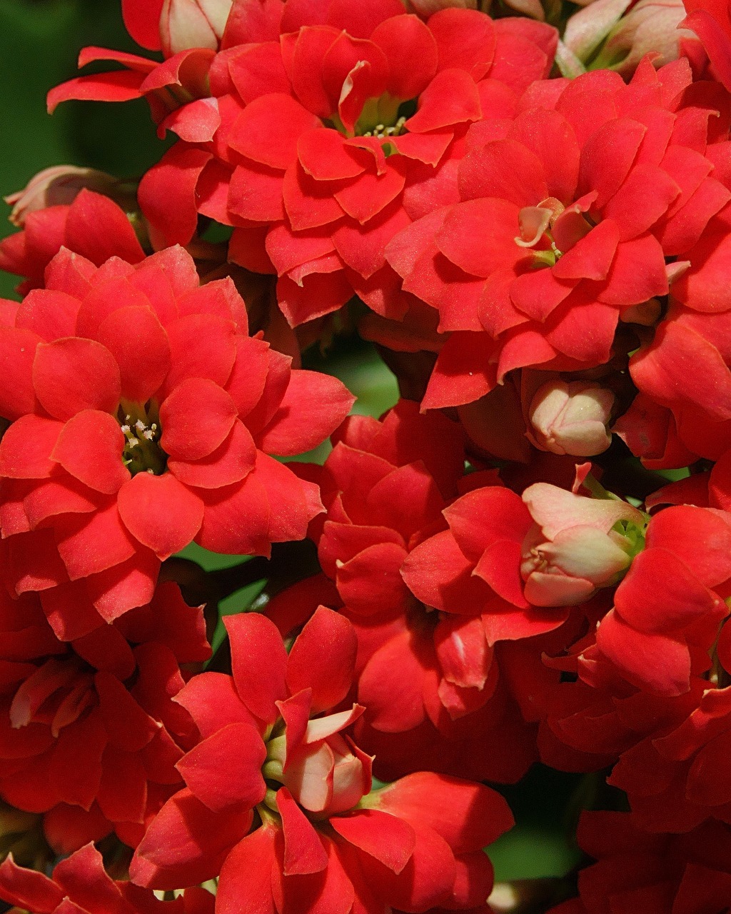Image showcasing Natural Plant Flower - Free photo on Pixabay - Pixabay
