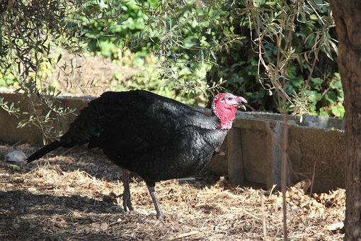 Pavo, Pavo Negro, Pájaro, Negro, Ave