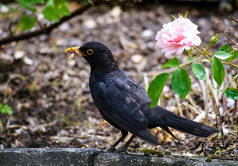 Free Bird Blackbird photo and picture