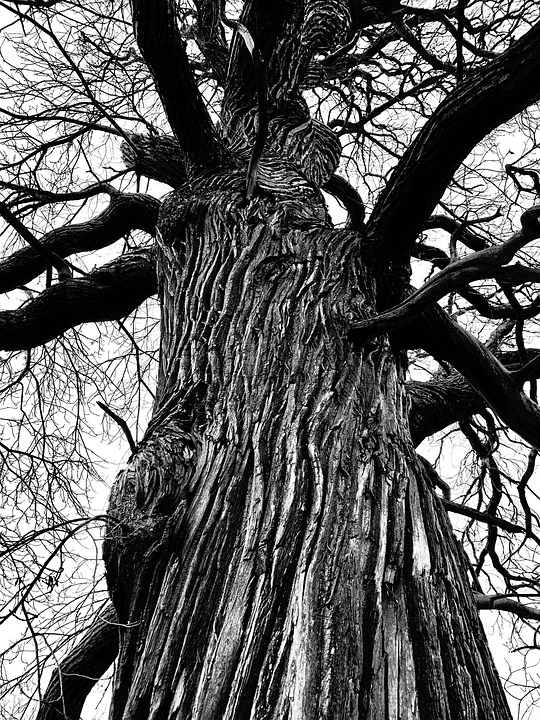 Árbol Monocromo Ladrar - Foto gratis en Pixabay - Pixabay