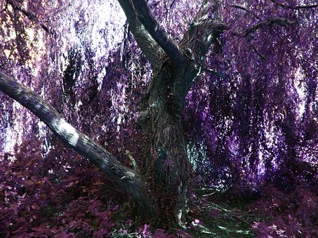 Free Tree Woods photo and picture