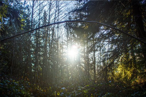 Floresta, Natureza, Hdr, Sol, Árvore