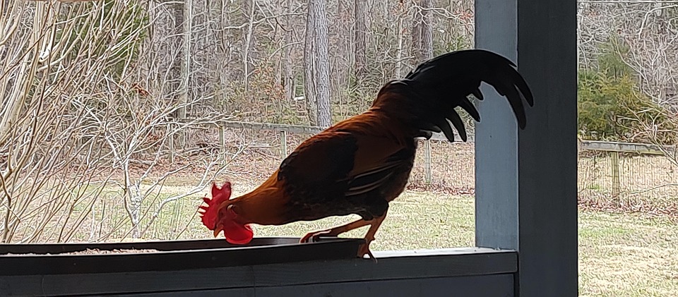 Rooster Chicken Peck - Free photo on Pixabay - Pixabay