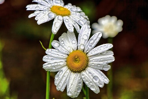 Free Water Droplets Flower Background photo and picture
