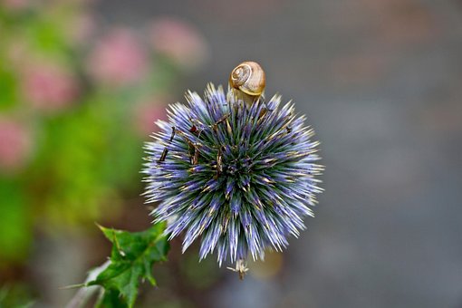 Free Flower Bloom photo and picture