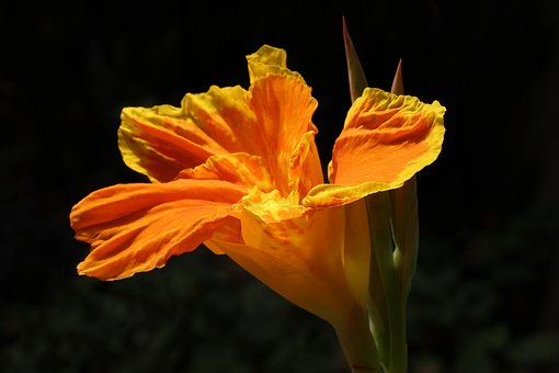 Free Canna Lily Lily photo and picture