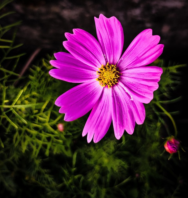 Free Colorful Cosmos photo and picture
