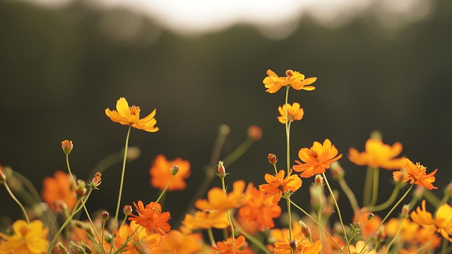 Free Flower Autumn photo and picture