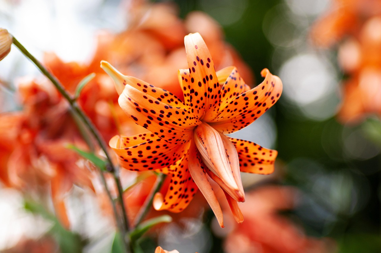 Flor Tiger Lily Bloom Foto gratis en Pixabay Pixabay