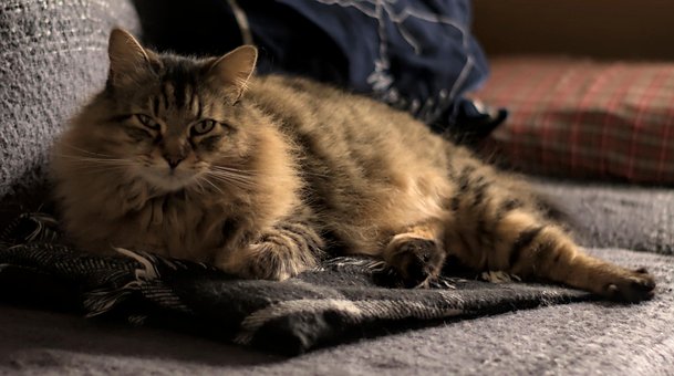 Katze, Katzenartige, Tier, Tiger