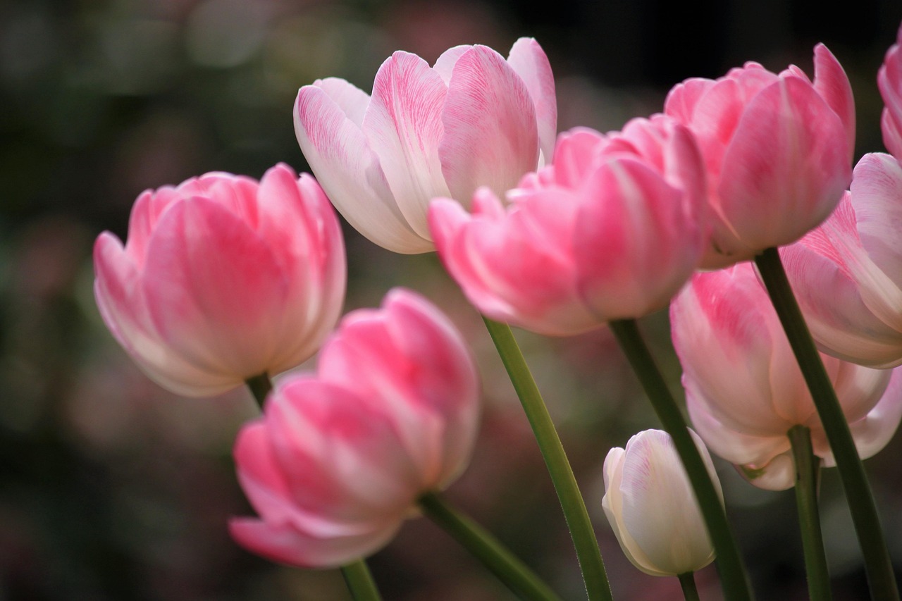 Tulips Flower Spring Free photo on Pixabay Pixabay
