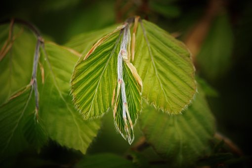 Faia, Folhas, Verde, Natureza, Plantar