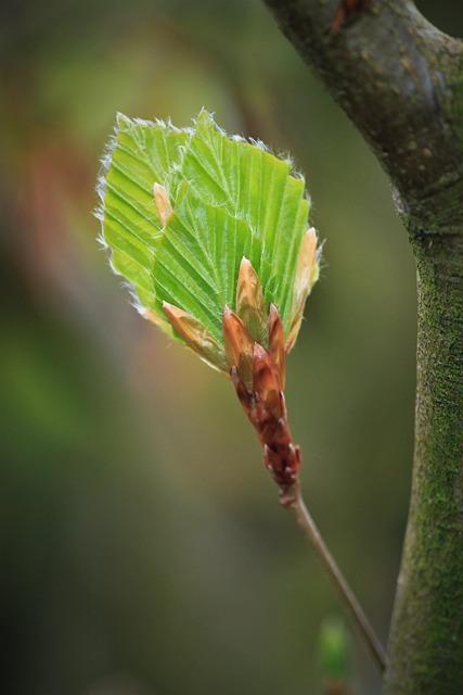 Free Leaves Botany photo and picture
