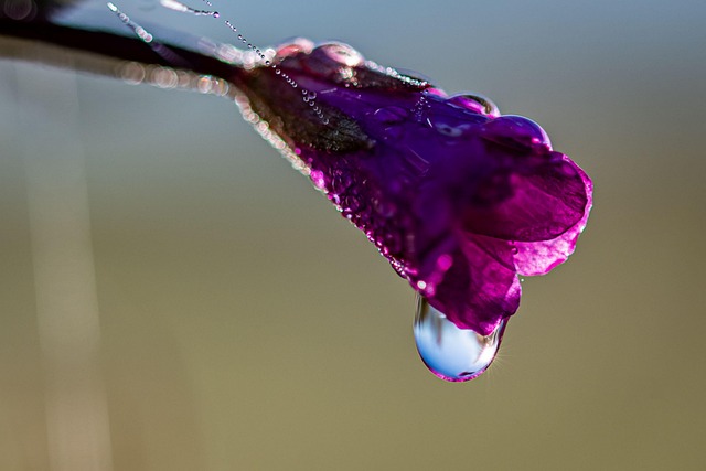 Free flower botany morning dew illustration