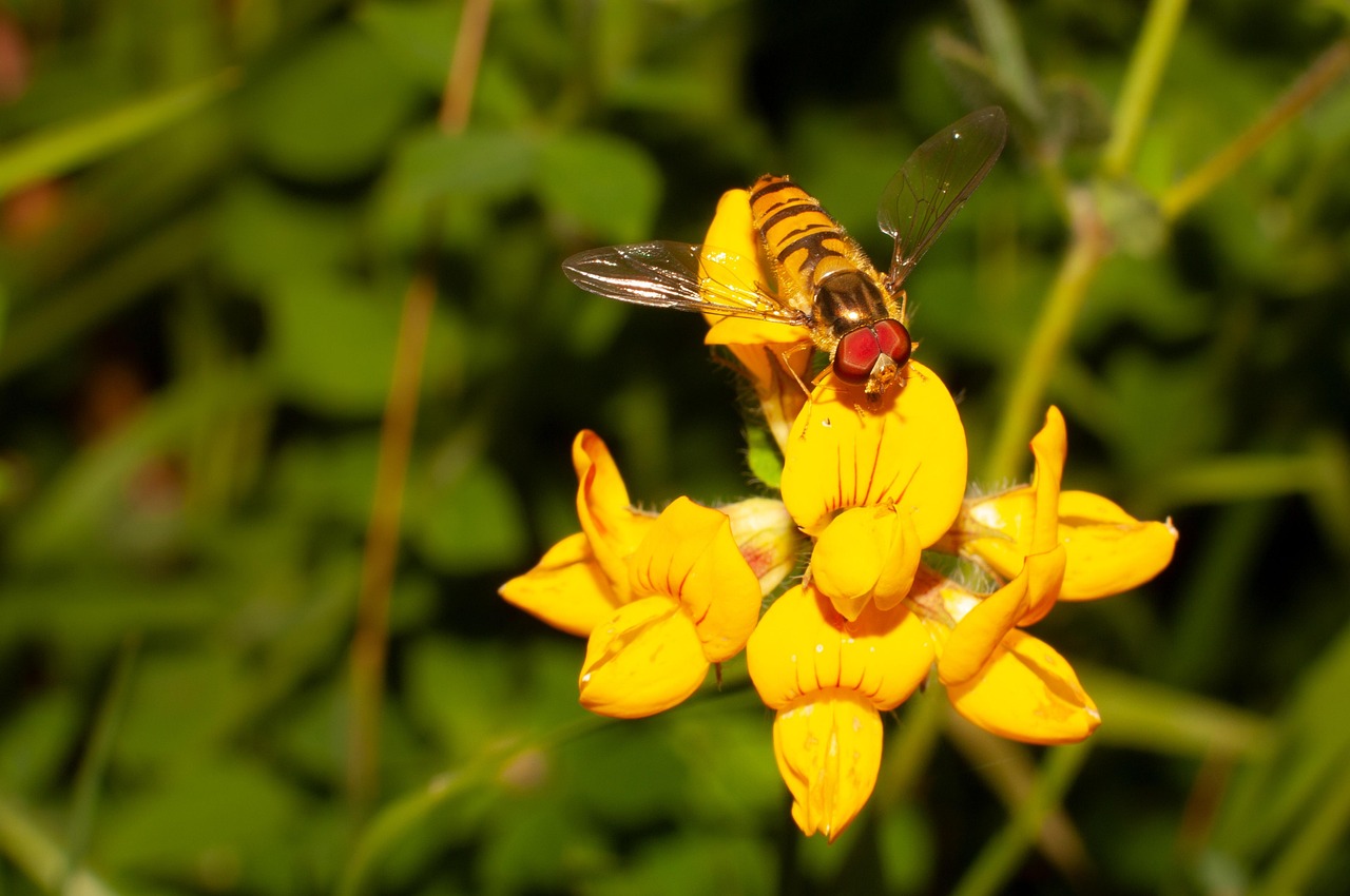 Insecte Pollinisation Fleur - Photo gratuite sur Pixabay - Pixabay