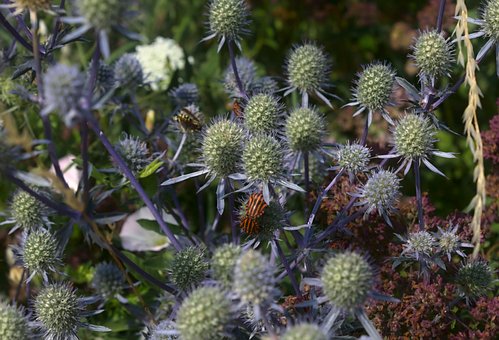 Distel, Pflanzen, Botanik, Insekt