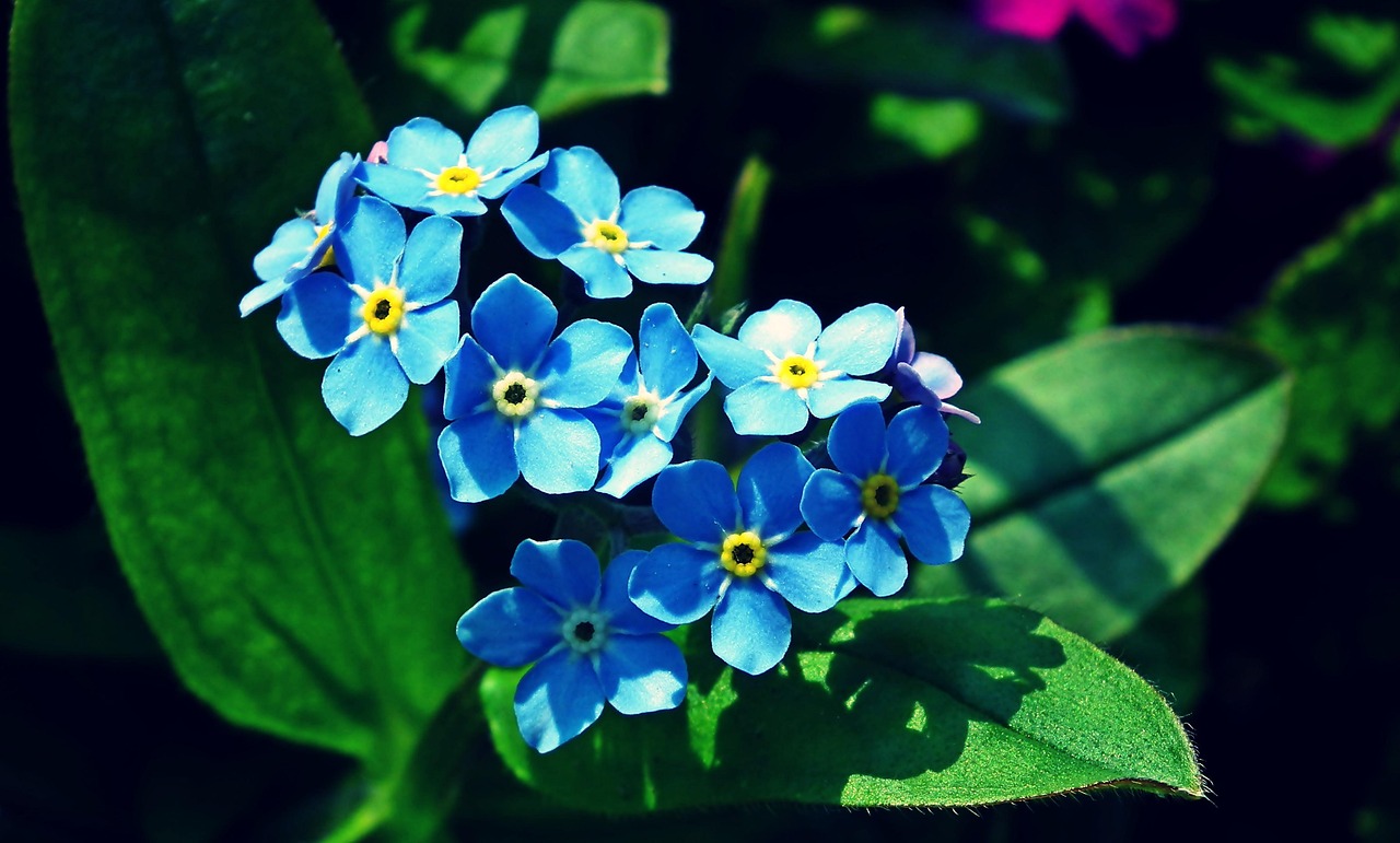 Flowers Blue Free photo on Pixabay Pixabay